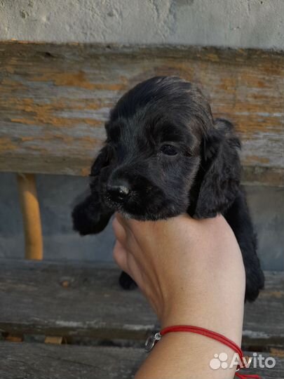 Английский кокер спаниель