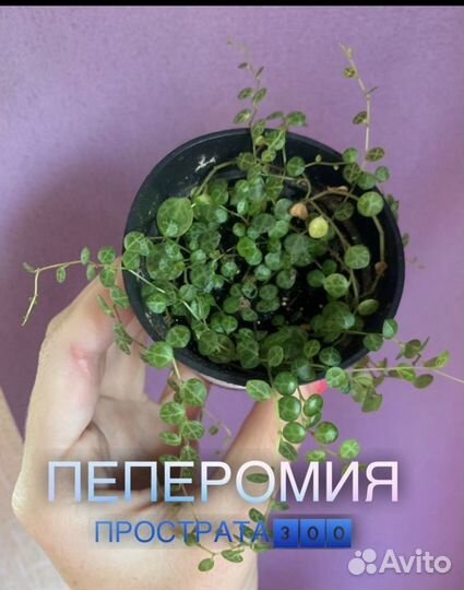 Суккуленты