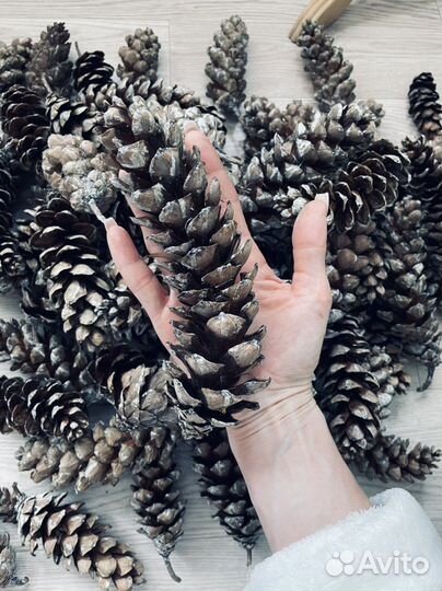 Шишка сосны Веймутова