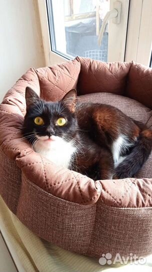 Кошка ищет дом