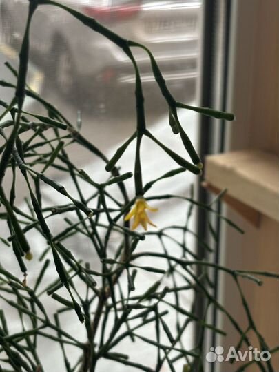 Хатиора цветущая