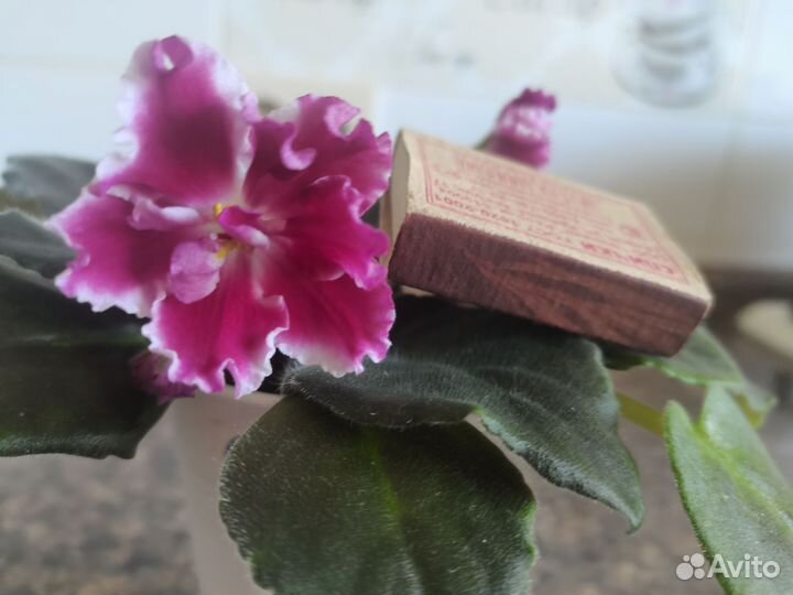 Распродажа деток фиалки, уже цветущие