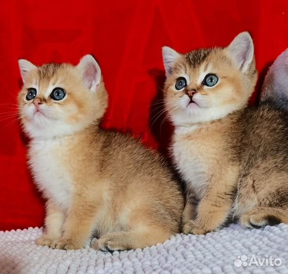 Золотые британцы