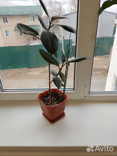 Комнатные растения