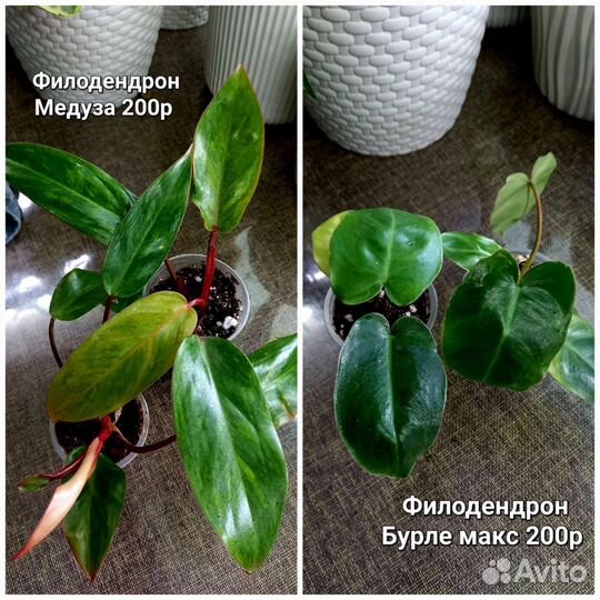 Комнатные цветы