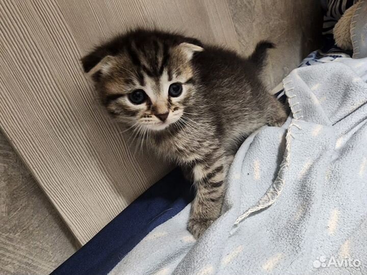 Шотландские прямоухие, вислоухие