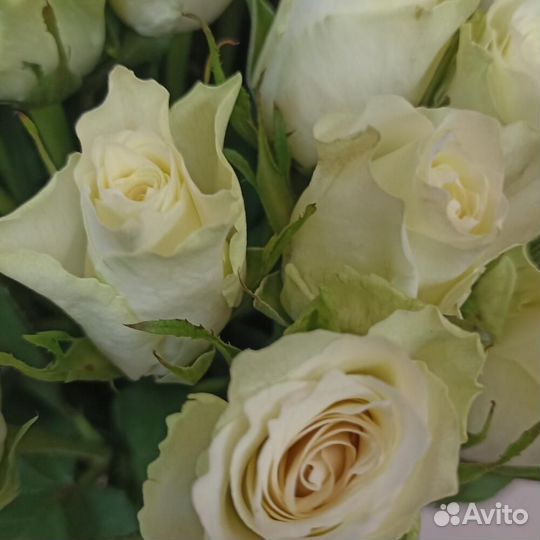 Букет белых роз 51 роза