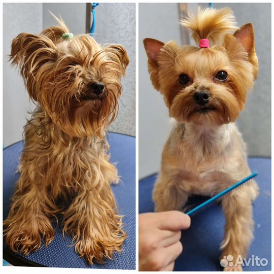 Стрижка собак йоркширских терьеров