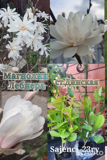 Магнолия