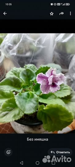 Фиалки цветущие в горшке