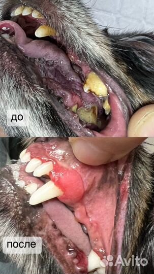 Чистка зубов собаке