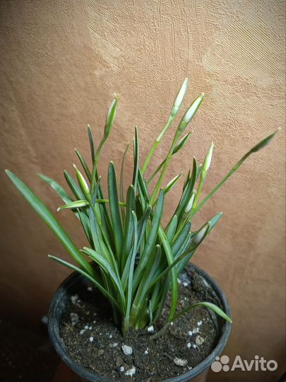 Подснежник Галантус