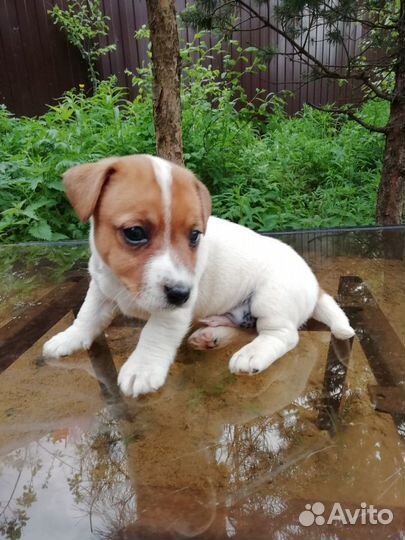 Щенки Джек Рассел Терьер. Гладкошерстные