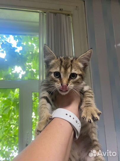 Котятки в добрые руки
