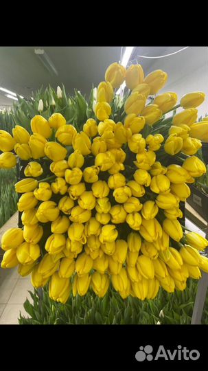 Тюльпаны к 8 марта оптом красноярск