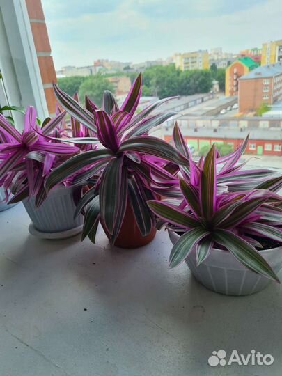 Цветок комнатный. Рео разноцветный