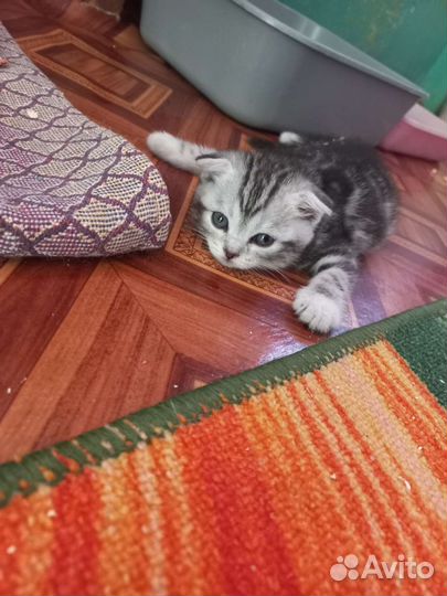Шотландские вислоухие котята