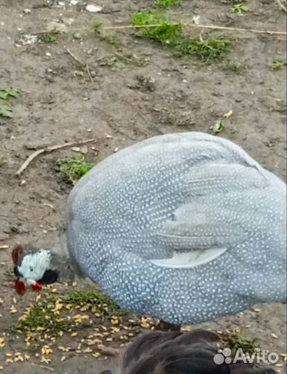 Домашняя птица