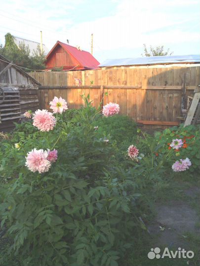 Продам георгины, лук семейны