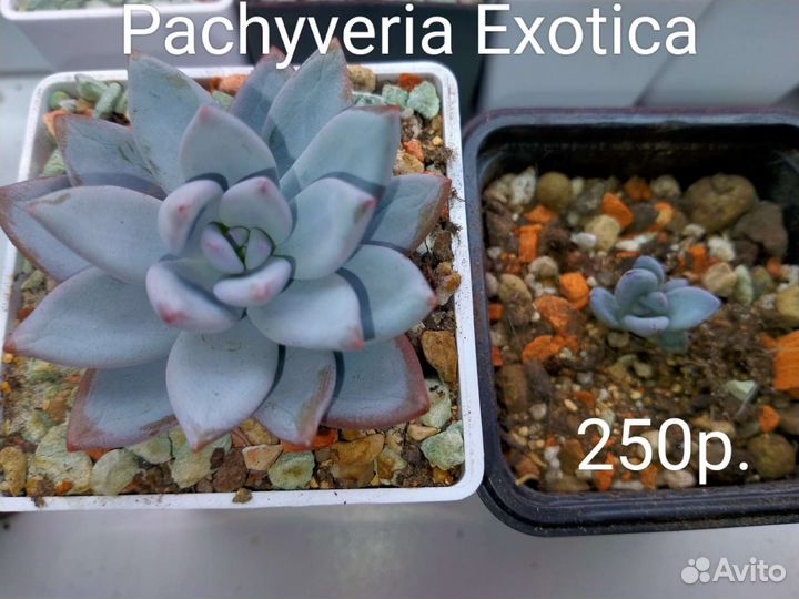 Суккуленты 3