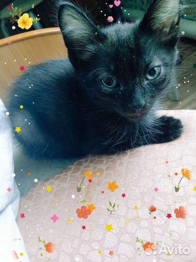 Кошка в дар бесплатно