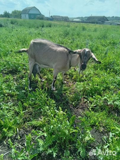 Коза удойная в альпийском типе