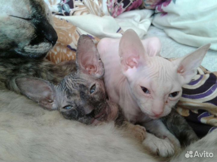 Донской сфинкс котята