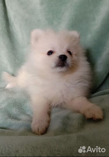 Щенки померанского шпица