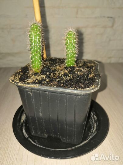 Кактусы редкие