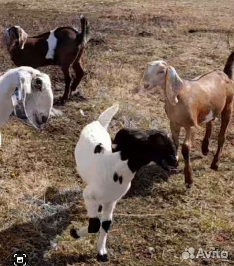 Коза нубийская / камори