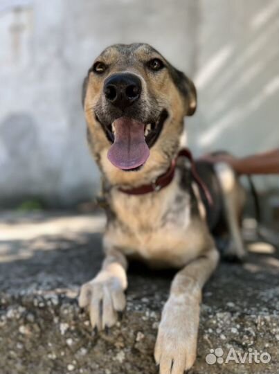 Очень ласковая собака