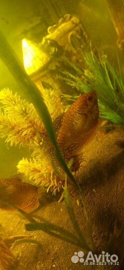 Аквариумные рыбки