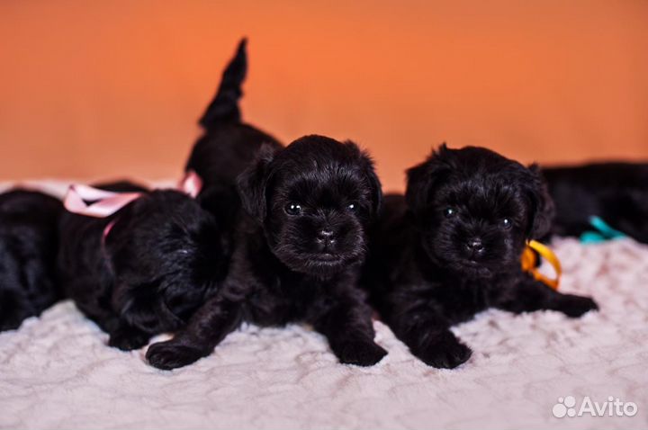 Клуб Аффенпинчер (порода собак) предлагает щенков