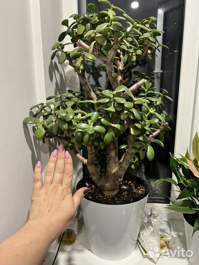 Толстянка денежное дерево