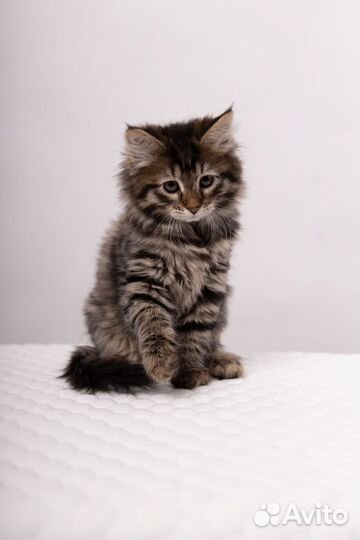 Сибирские котята питомник
