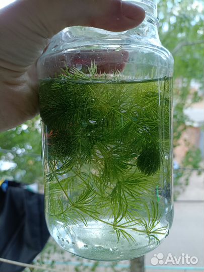 Водоросли (роголистник)