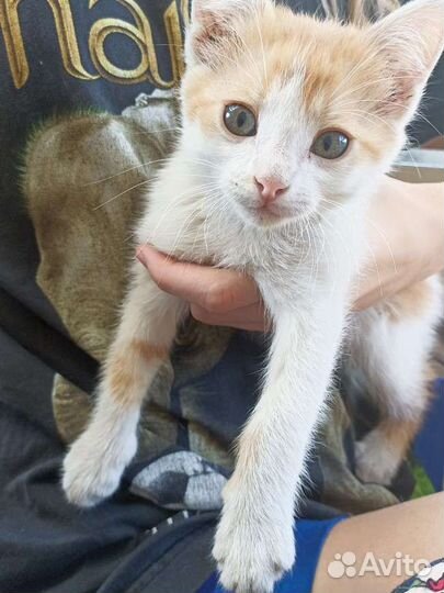 Котята в добрые руки бесплатно