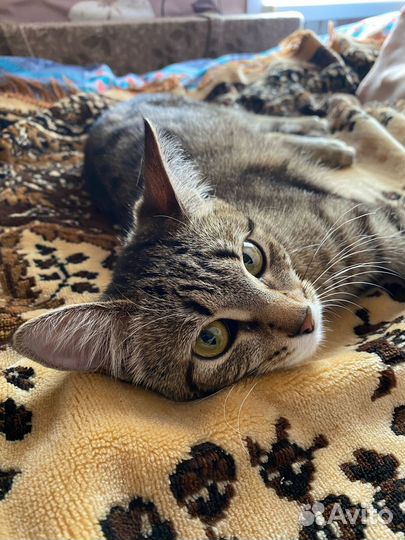 Полосатая котодевочка