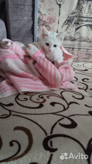 Отдам в добрые руки котёнка кошечка