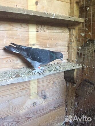 Продажа голубей