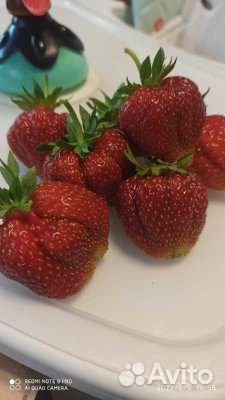 Рассада клубники