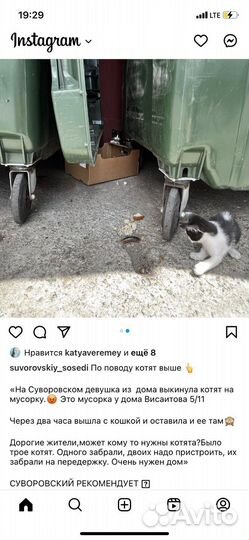 Котята в добрые руки