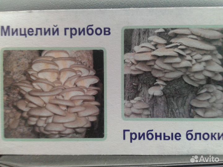 Грибные блоки. Мицелий грибов