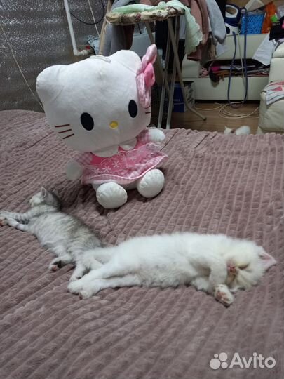 Котятки в добрые руки