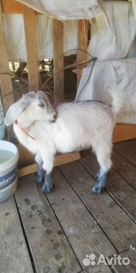 Козы и козлята