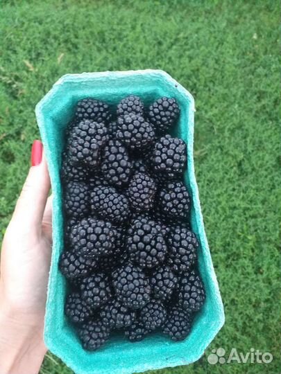 Ежевика 9сортов (саженцы, ягоды, джем)