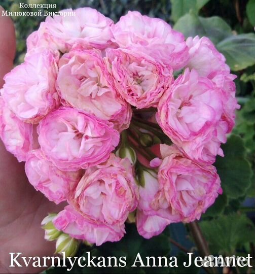 Пеларгония герань