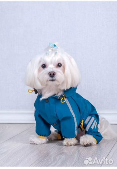 Одежда для собак