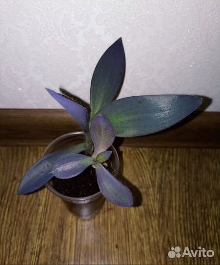 Сеткреазия Традесканция Каллизия Колеус