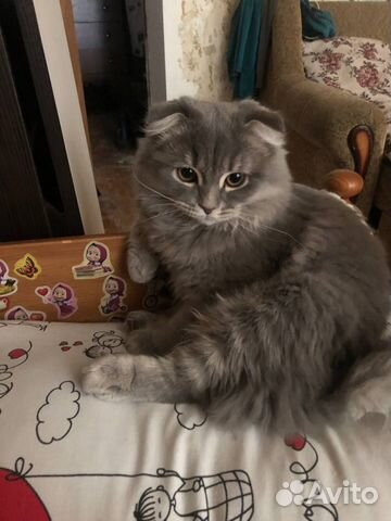 Вязка хайленд-фолд